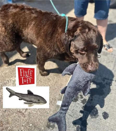 Safety for dogs in the summer! Summer is here now and I feel it’s so important to highlight the safety for dogs in the summer and the fact that our dogs feel the heat more than us!